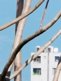 LetoMartinouKyritsi-50X-050